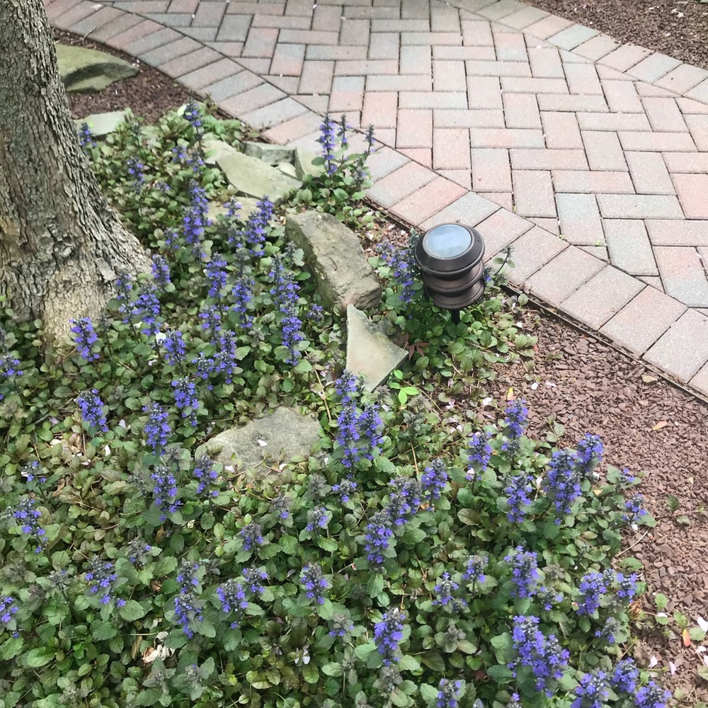Ajuga Bugle Live Flowering Plants Ground Cover - Picture 4 of 5